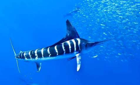 3. Cá cờ sọc – Striped Marlin (80 km/h). Đây là một loài nhỏ của cá cờ có thể được tìm thấy ở vùng nhiệt đới Thái Bình Dương và Ấn Độ Dương. Cá cờ sọc có một trọng lượng kỷ lục được ghi nhận vào năm 1982 là 190 kg và chiều dài tối đa là 4,2 mét.
