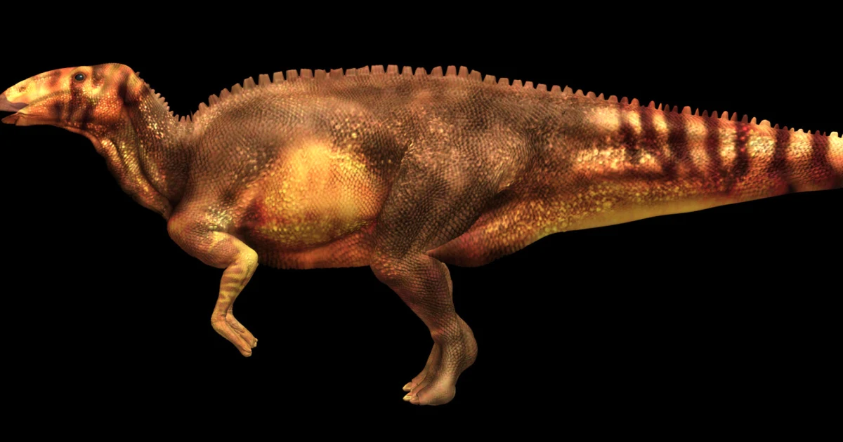 Hóa thạch Edmontosaurus bị mất đầu và chóp đuôi, có thể cả chi trước bên trái, nhưng phần còn lại của bộ xương vẫn nguyên vẹn, theo đồng tác giả nghiên cứu Clint Boyd, nhà cổ sinh vật học ở Cơ quan Khảo sát Địa chất North Dakota. Những mảng da lớn bao phủ xương ở chi trước bên phải, chi sau và đuôi của nó.