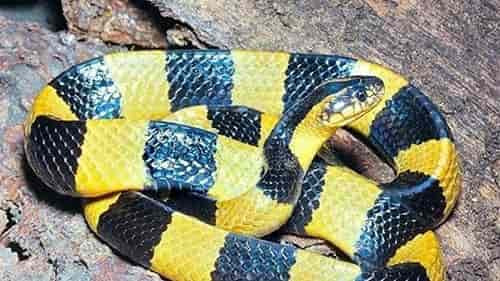 Theo một nghiên cứu năm 2016 được công bố trên tạp chí PLOS Neglected Tropical Diseases, nọc độc của loài rắn này có thể làm tê liệt các cơ và ngăn cản cơ hoành chuyển động. Điều này ngăn không khí đi vào phổi, dẫn đến ngạt thở và tử vong.