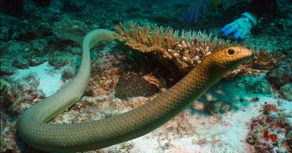 10. Rắn biển Belcher là loài rắn nguy hiểm nhất dưới nước. Nó có cơ thể mỏng, có màu hơi vàng hoặc xanh tối, thường được tìm thấy ngoài khơi bờ biển miền bắc nước Úc và Đông Nam Á.