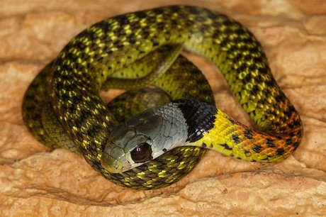 Rắn tử thần là một bậc thầy về thuật ngụy trang, chúng thường giấu mình dưới các đống lá lỏng lẻo và các mảnh vụn ở trong rừng, bụi cây và trảng cỏ. Thức ăn chính của chúng là chim và các động vật có vú nhỏ. Các vết cắn của loài rắn này gây tê liệt thần kinh và sau khi bị cắn khoảng 6h nếu không được chữa trị, nạn nhân sẽ bị tử vong.