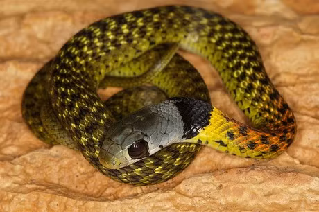 Rắn tử thần là một bậc thầy về thuật ngụy trang, chúng thường giấu mình dưới các đống lá lỏng lẻo và các mảnh vụn ở trong rừng, bụi cây và trảng cỏ. Thức ăn chính của chúng là chim và các động vật có vú nhỏ. Các vết cắn của loài rắn này gây tê liệt thần kinh và sau khi bị cắn khoảng 6h nếu không được chữa trị, nạn nhân sẽ bị tử vong.