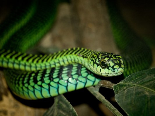 3. Rắn Boomslang (Dispholidus typus). Loài rắn này có thể được tìm thấy ở khắp châu Phi, và là một trong những loài rắn độc nhất thế giới. Nọc độc của nó chứa chất chống đông máu, khiến nạn nhân chết do xuất huyết trong và ngoài.