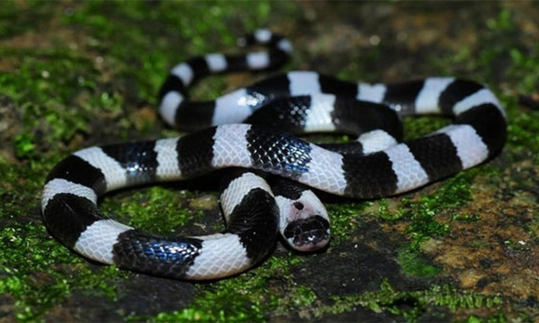 8. Rắn cạp nia. Loài này phân bố chủ yếu ở các vùng đồng bằng tại các nước như Campuchia, Indonesia, Malaysia, Singapore, Thái Lan, Việt Nam. Chúng có thể sống ở các bụi cây, trong các đống gạch, lỗ chuột, thậm chí là bên trong ngôi nhà.