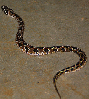 Nọc độc của loài rắn này có thể dẫn đến một loạt các triệu chứng khủng khiếp: suy thận cấp tính, chảy máu nghiêm trọng và tổn thương đa cơ quan. Một số thành phần của nọc độc liên quan đến đông máu cũng có thể dẫn đến đột quỵ cấp tính, và trong một số trường hợp hiếm hoi, các triệu chứng tương tự như hội chứng Sheehan, trong đó tuyến yên ngừng sản xuất một số hormone nhất định. Nạn nhân thường chết vì suy thận.