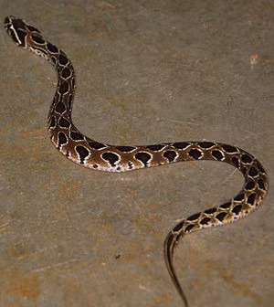 Nọc độc của loài rắn này có thể dẫn đến một loạt các triệu chứng khủng khiếp: suy thận cấp tính, chảy máu nghiêm trọng và tổn thương đa cơ quan. Một số thành phần của nọc độc liên quan đến đông máu cũng có thể dẫn đến đột quỵ cấp tính, và trong một số trường hợp hiếm hoi, các triệu chứng tương tự như hội chứng Sheehan, trong đó tuyến yên ngừng sản xuất một số hormone nhất định. Nạn nhân thường chết vì suy thận.