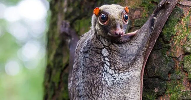 10. Vượn cáo bay Sunda. Loài động vật kỳ lạ này được tìm thấy ở Indonesia, Thái Lan, Malaysia và Singapore.