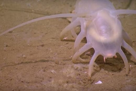 Dù có rất nhiều chân nhưng lợn biển chỉ di chuyển được với tốc độ như một con ốc sên. Hầu hết những ai đọc tên sinh vật biển này sẽ có có một cảm giác buồn cười, vì bề ngoài của chúng không hề giống như tên gọi.