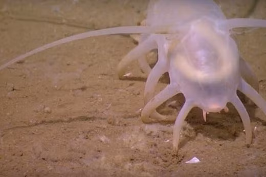 Dù có rất nhiều chân nhưng lợn biển chỉ di chuyển được với tốc độ như một con ốc sên. Hầu hết những ai đọc tên sinh vật biển này sẽ có có một cảm giác buồn cười, vì bề ngoài của chúng không hề giống như tên gọi.