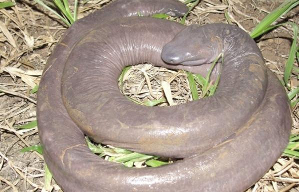 7. Rắn dương vật. Loài rắn kỳ lạ này có hình dáng khá "nhạy cảm", giống cơ quan sinh dục nam. Tên gọi của chúng cũng từ đây mà ra.