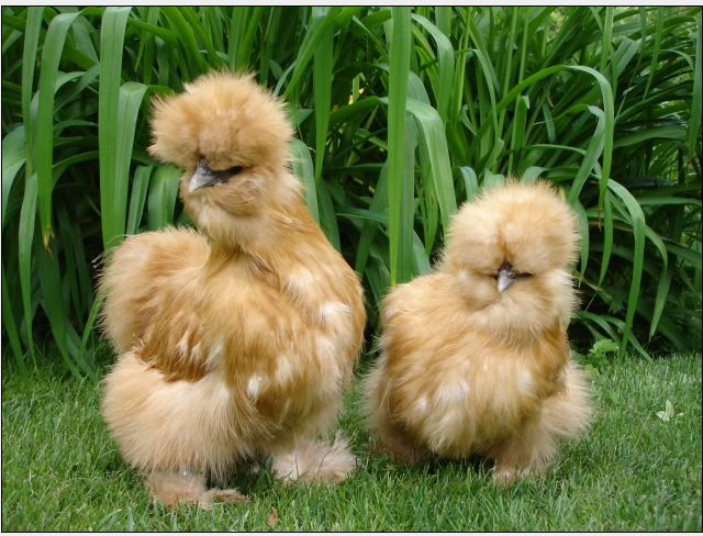 Ngoài ra, giống gà này cũng có điểm khác biệt ở dái tai màu xanh, mỗi chân có 5 ngón trong khi hầu hết các loài gà khác đều chỉ có 4 ngón.