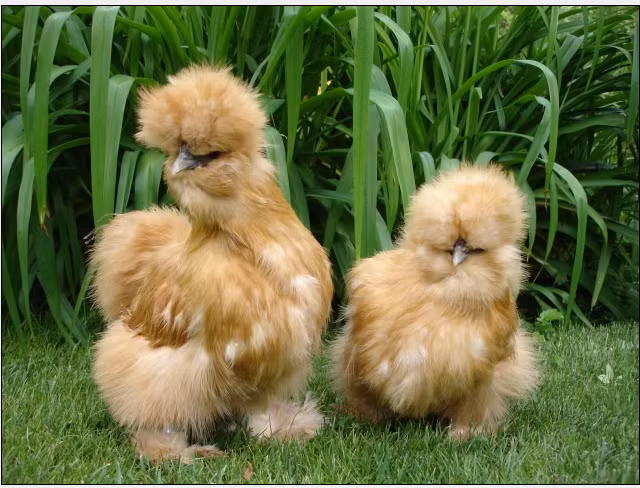 Ngoài ra, giống gà này cũng có điểm khác biệt ở dái tai màu xanh, mỗi chân có 5 ngón trong khi hầu hết các loài gà khác đều chỉ có 4 ngón.