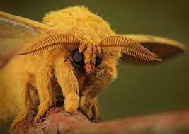 3. Bướm chó xù Venezuela - Venezuela Poodle Moth. Loài côn trùng kỳ lạ này được bao phủ bởi một bộ lông màu trắng, nổi bật là đôi mắt đen lớn lồi cùng hai râu dài màu nâu.