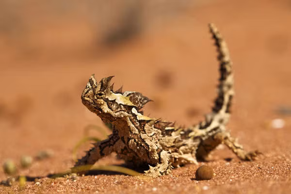 Chúng có thể ngụy trang bằng cách thay dổi màu sắc giống với môi trường xung quanh. Loài thằn lằn gai này có thể sống đến 20 năm, nhiều hơn hầu hết các loài thằn lằn khác.