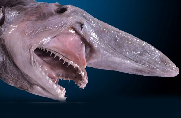 Chúng có hình dáng rất xấu xí với cái mũi khoằm dài trên đầu và những chiếc răng nhọn hoắt nhô ra. Cá mập yêu tinh chỉ có thể được tìm thấy ở vùng biển có độ sâu thấp hơn khoảng 100m, nơi mà ánh nắng Mặt Trời khó có thể chạm tới.