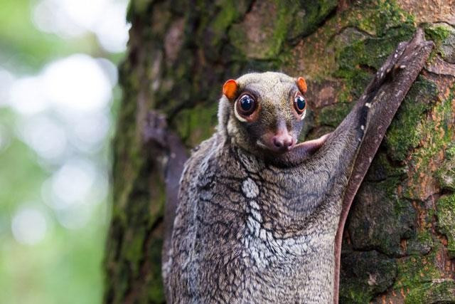 9. Vượn cáo bay Sunda. Loài động vật kỳ lạ này được tìm thấy ở Indonesia, Thái Lan, Malaysia và Singapore. Dù có tên “vượn cáo bay” nhưng chúng không hề biết bay, mà chỉ chuyền từ cây này qua cây khác nhờ lớp màng rộng nối giữa các chi.