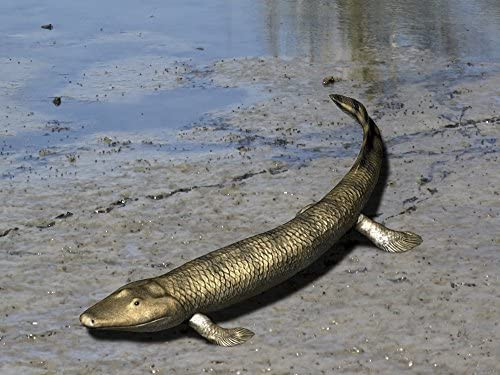 Tiktaalik nổi bật với những chiếc vây có cấu tạo như bàn chân, giúp chúng ra khỏi mặt nước để dạo chơi trên các bờ sông cạn - chúng còn được gọi là fishapod hay "cá 4 chân" vàTiktaalik không hề đơn độc trong hành trình tiến hóa này.