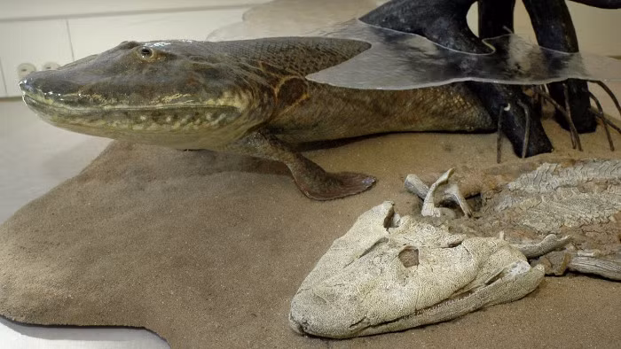 Tên của đám cá chọn ở lại trên cạn là Tiktaalik roseae - hay ngắn gọn là Tiktaalik, có nguồn gốc một từ trong ngôn ngữ Inuktitut có nghĩa "cá nước ngọt lớn".