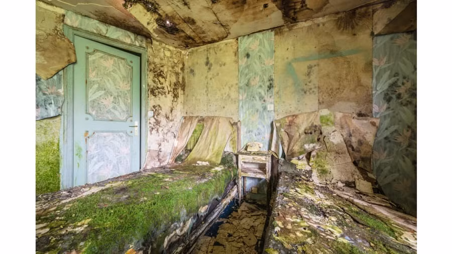 Một căn phòng khách sạn ở Pháp với "thảm thực vật" đang tích cực phát triển và xâm chiếm.