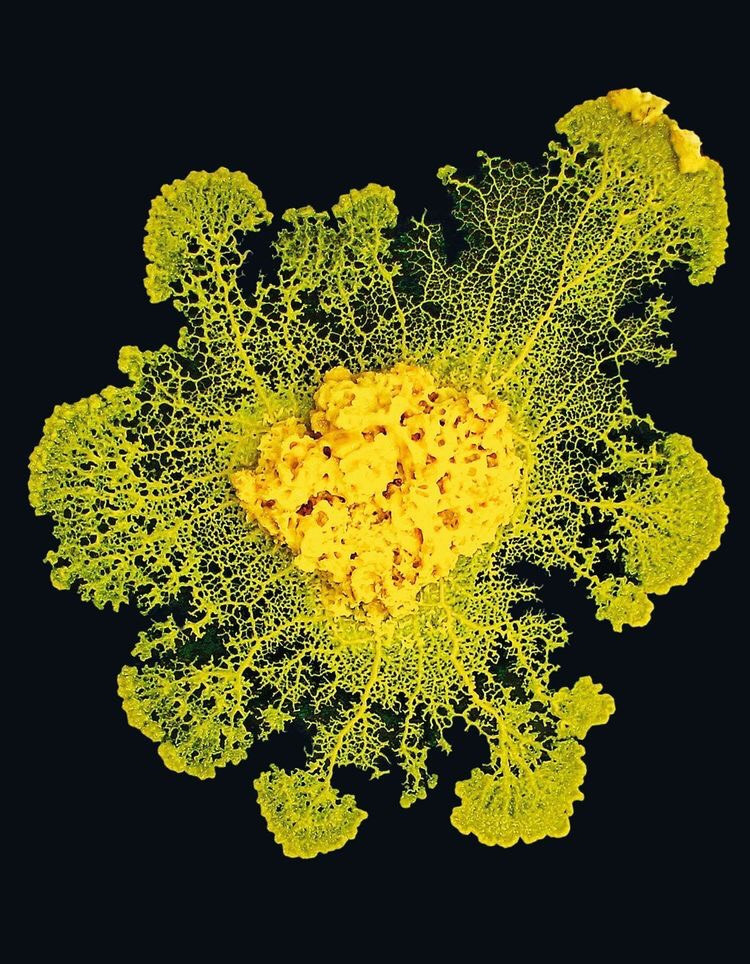 Tuy không có mắt hoặc tai, nó vẫn nhận thức rất rõ về môi trường xung quanh và sẽ lập tức lùi lại nếu cảm thấy nguy hiểm đang ở phía trước.