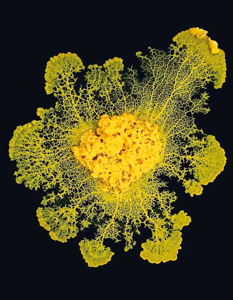 Tuy không có mắt hoặc tai, nó vẫn nhận thức rất rõ về môi trường xung quanh và sẽ lập tức lùi lại nếu cảm thấy nguy hiểm đang ở phía trước.