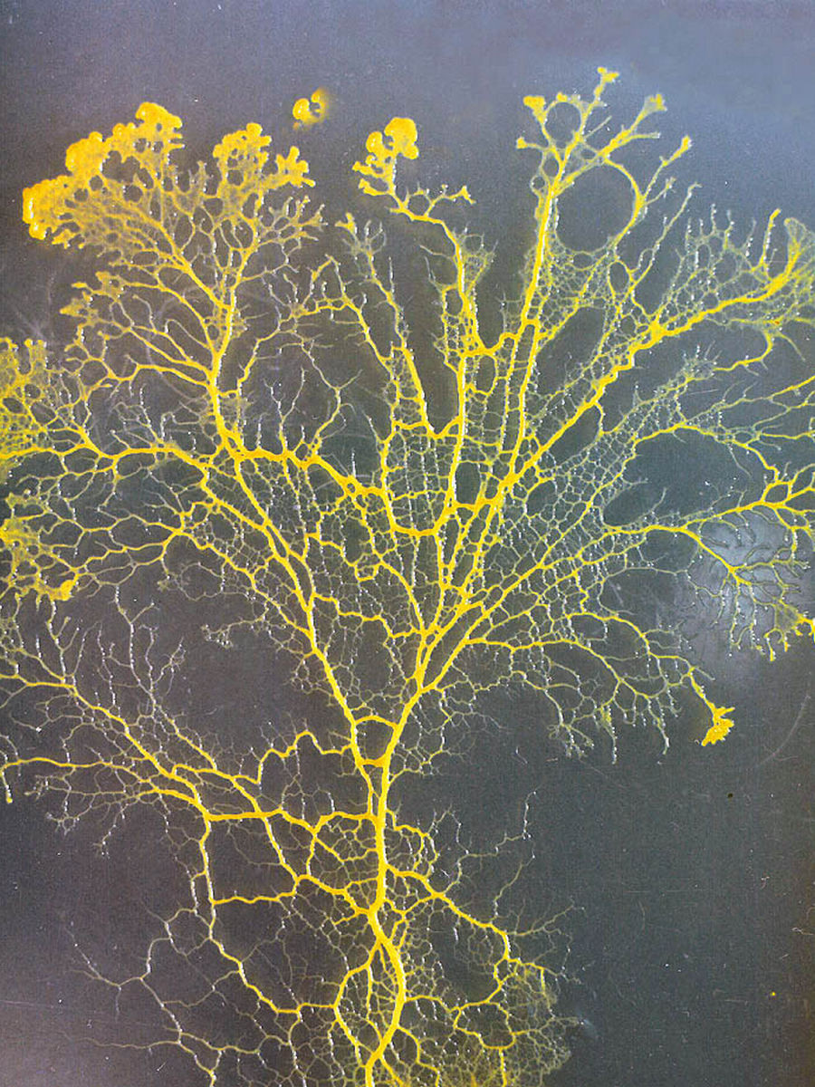 Nó trông như một loại nấm, nhưng di chuyển như một con vật. Nó không có não, nhưng vẫn có thể “học” cách định hướng di chuyển trên những cung đường phức tạp trong vài giờ để tìm kiếm thức ăn.