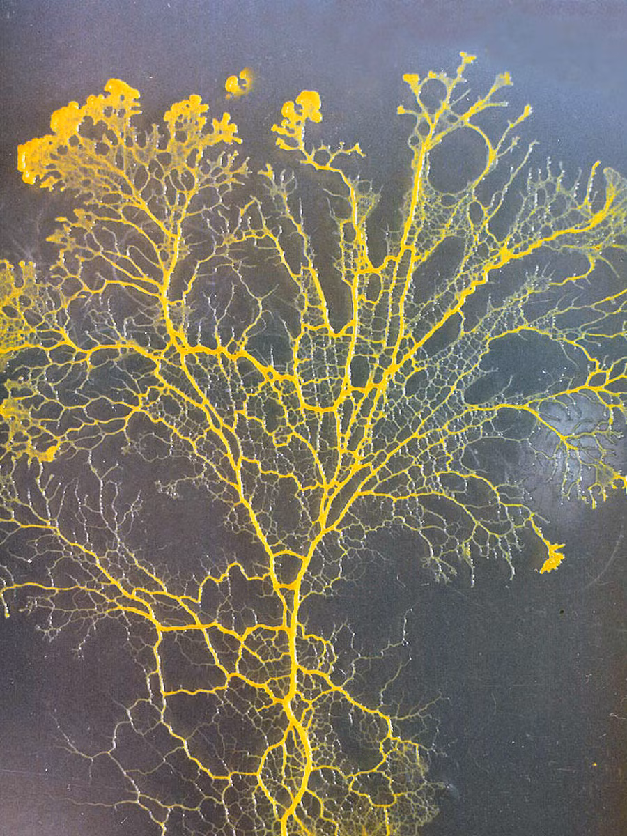 Nó trông như một loại nấm, nhưng di chuyển như một con vật. Nó không có não, nhưng vẫn có thể “học” cách định hướng di chuyển trên những cung đường phức tạp trong vài giờ để tìm kiếm thức ăn.