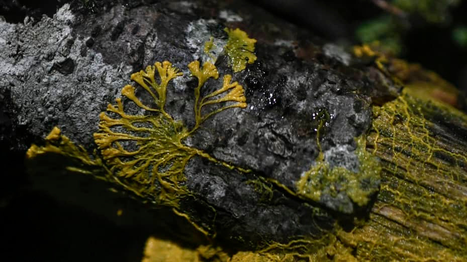 Kể từ đó, nhiều thí nghiệm đã được thực hiện để hiểu rõ hơn về cách "the blob" phát triển và lớn lên. Tuy nhiên cho đến thời điểm hiện tại, các nhà khoa học vẫn chưa thể khám phá hết sự bí ẩn của sinh vật này.