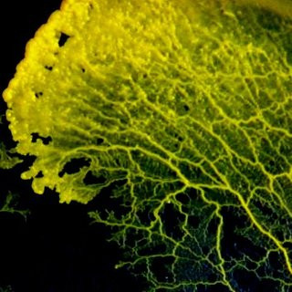 Các nhà khoa học đã gặp nhiều khó khăn trong việc phân loại sinh vật này.