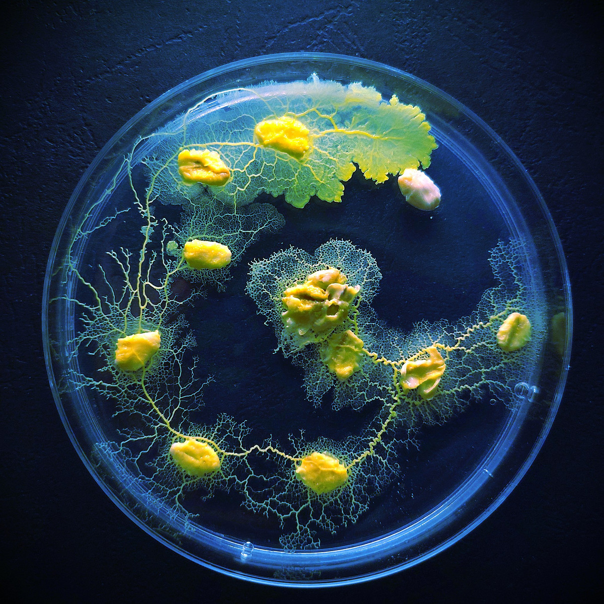 Physarum polycephalum không có miệng nhưng vẫn ăn được vỏ cây. Bột yến mạch chính là thức ăn ưa thích của chúng. Loài sinh vật này có thể phát triển với tốc độ 4cm/h.