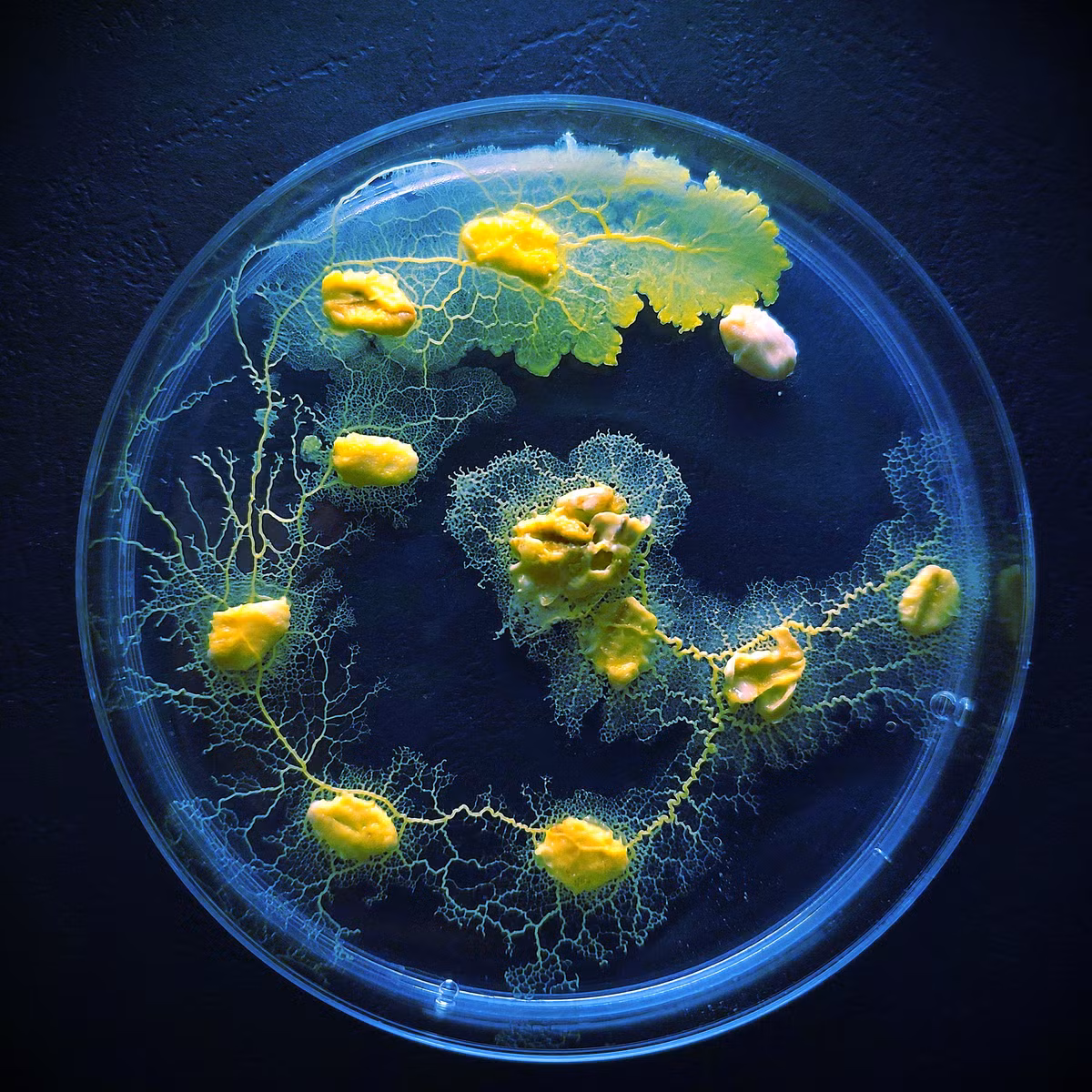 Physarum polycephalum không có miệng nhưng vẫn ăn được vỏ cây. Bột yến mạch chính là thức ăn ưa thích của chúng. Loài sinh vật này có thể phát triển với tốc độ 4cm/h.