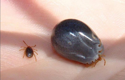 Khi bị bọ chét cắn, nạn nhân có thể bị phát ban hoặc nổi mẩn gần vết cắn. Ngoài ra, việc gãi nhiều có thể làm da tổn thương thêm và nhiễm trùng thứ phát do vi khuẩn xâm nhập vào và phát triển.