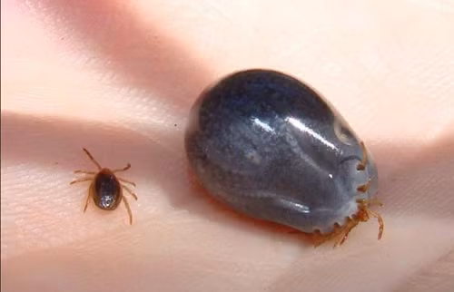 Khi bị bọ chét cắn, nạn nhân có thể bị phát ban hoặc nổi mẩn gần vết cắn. Ngoài ra, việc gãi nhiều có thể làm da tổn thương thêm và nhiễm trùng thứ phát do vi khuẩn xâm nhập vào và phát triển.