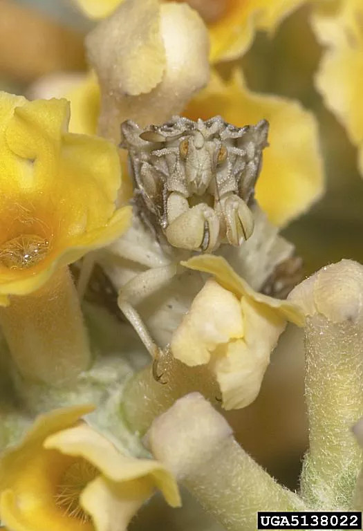 7. Bọ phục kích (Ambush Bugs) được tách ra từ họ Reduviid (Bọ sát thủ) tuy vậy lối săn mồi của chúng lại khá thú vị. Nếu như bạn vô tình thấy một bông hoa trong rừng và tiến đến lại gần thì hãy cẩn thận, có thể đó là nơi ở của Bọ phục kích.