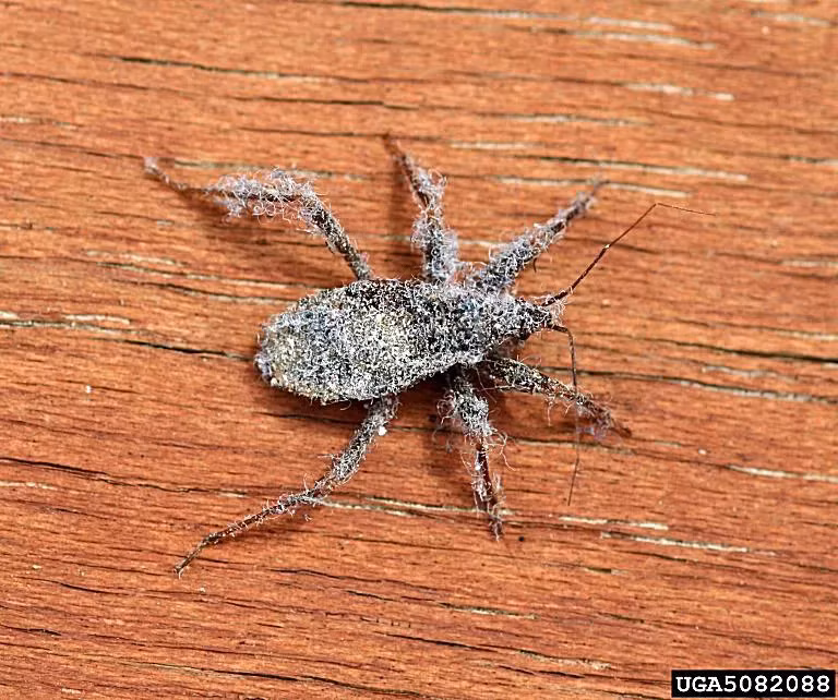 Bọ ngụy trang là khắc tinh của rệp. Tuy nhiên, việc sở hữu ngoại hình đặc biệt khiến khẩu phần ăn của chúng rất đa dạng. Bọ nguỵ trang còn ăn rất nhiều loài côn trùng khác ngoài rệp.