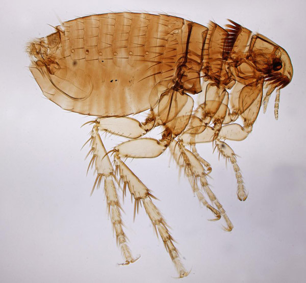 3. Bọ chét: Những côn trùng hút máu này đã góp phần làm lan truyền vô số căn bệnh nguy hiểm chết người, trong đó nghiêm trọng nhất là bệnh dịch hạch.