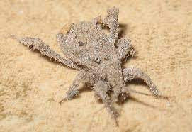 6. Bọ nguỵ trang. Bọ ngụy trang (Masked Hunters) là loài côn trùng sinh tồn bằng cách nhặt nhạnh những mảnh vụn, bụi, lá cây, xác côn trùng… để dính lên cơ thể.