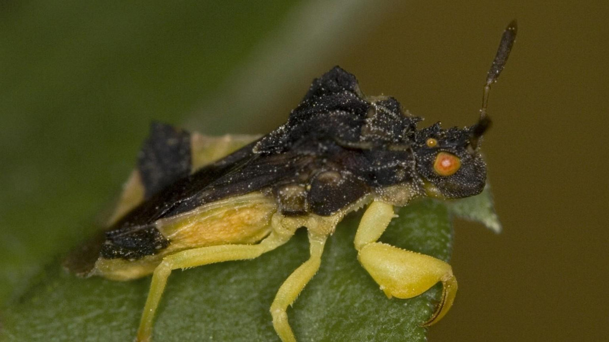 Với hình dáng giống một cánh hoa, anh bạn này thường nằm im một chỗ, chờ đợi các loài côn trùng bay tới lấy nhị hoa. Chúng sẽ bất ngờ sử dụng 2 chi trước vô cùng mạnh mẽ để tóm gọn con mồi và làm thịt. 