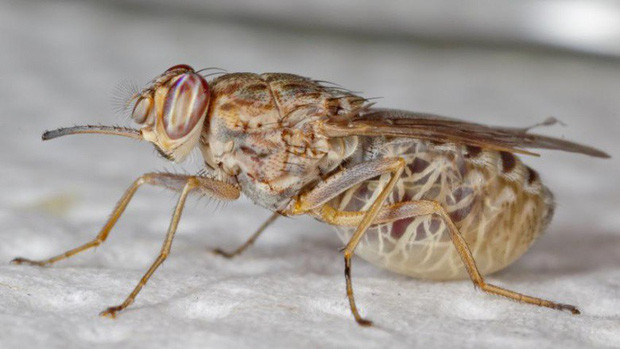 2. Ruồi xê xê - sát thủ ru ngủ. Ruồi xê xê còn được gọi là ruồi tse-tse, được ghi nhận là loài côn trùng nguy hại nhất Châu Phi vì khả năng gây ra "bệnh ngủ".