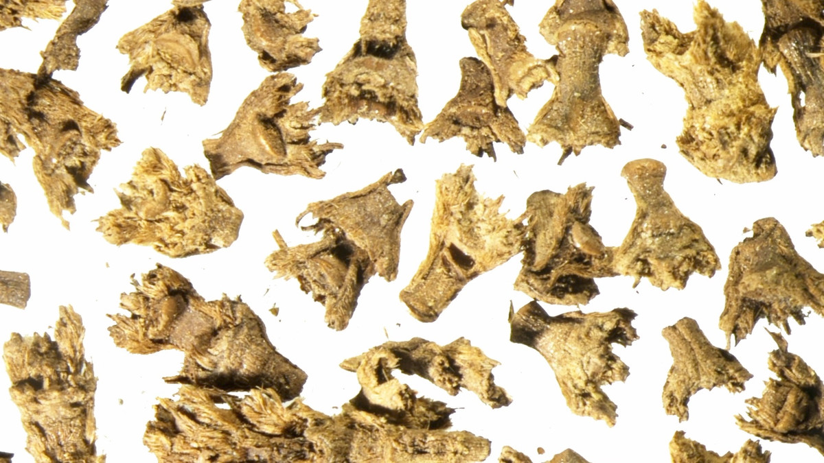 Nhóm nghiên cứu đang thực hiện các phân tích đa ngành liên quan đến nhân chủng học, khảo cổ học động vật, khảo cổ học ADN cổ đại và nghiên cứu hang động để xác định thêm hài cốt. Những phát hiện này có ý nghĩa học thuật to lớn đối với việc tìm hiểu về lịch sử ban đầu của miền tây Tây Tạng, cũng như sự giao thoa văn hóa trên dãy Himalaya.