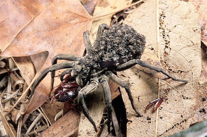 7. Chẳng có con vật nào muốn gây hấn với một con nhện sói cái vừa đẻ trứng. Bà mẹ này vô cùng hung hăng và sẽ chiến đấu quyết liệt nếu có kẻ nào dám động vào túi trứng đang gắn chặt vào bộ phận nhả tơ của nó.