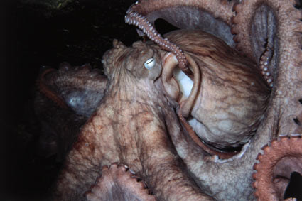 Trong khoảng thời gian này, bạch tuộc mẹ thường không ăn cũng như không di chuyển ra ngoài khu vực đẻ trứng để trông chừng con mình.