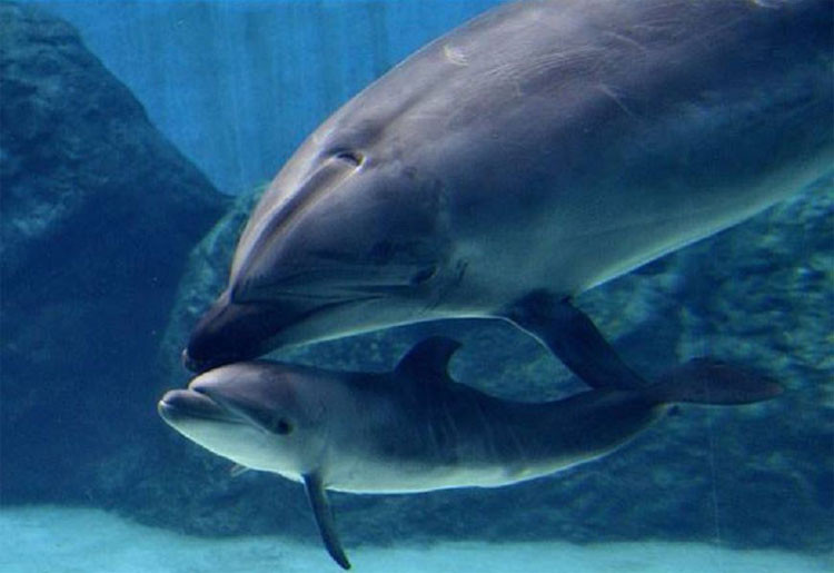 Tuy nhiên ở giai đoạn đầu, nếu chúng lạc mất con của mình, người mẹ sẽ phát ra một âm thanh đặc trưng, đó là tiếng huýt sáo, giống như gọi tên chính mình. Lúc này, những con non đi lạc mẹ chúng có thể tìm lại được thông qua việc hồi đáp âm thanh này.