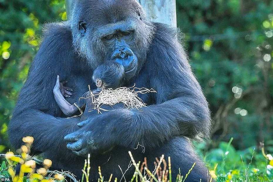 Giống như con của các động vật linh trưởng khác, khỉ đột con cũng có chân và bàn tay cầm nắm được từ lúc mới chào đời, giúp chúng bám vào bộ lông của mẹ.