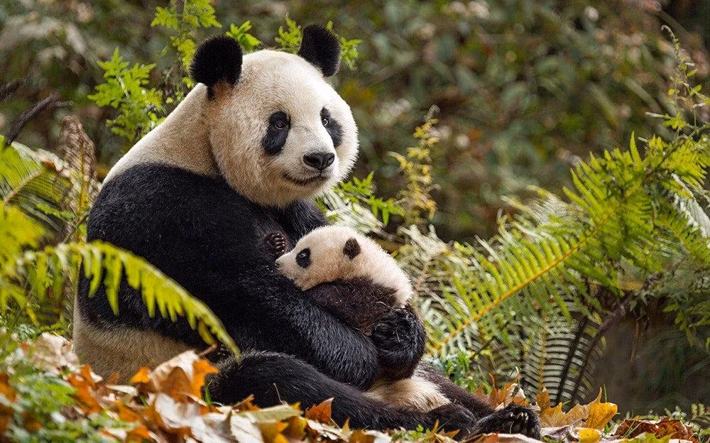 5. Gấu trúc. Khi mới sinh ra, gấu trúc con bị mù tạm thời và rất nhỏ. Con non mới sinh chỉ nặng từ 100-150 gram trong khi mẹ chúng có cân nặng 140kg. Chăm sóc một con non như vậy cần rất nhiều sự nỗ lực, tỉ mỉ và cẩn thận.