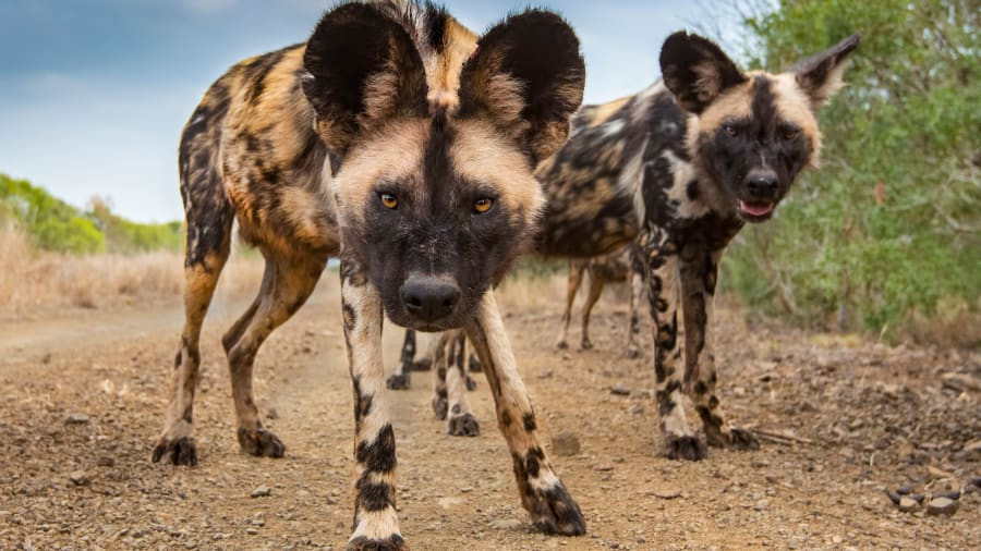 "Phải thừa nhận rằng khi làm công việc này, bạn sẽ được gặp những tình huống vô cùng thú vị. Trong trường hợp này, hai chú chó hoang Châu Phi đang cẩn thận dò xét 'đối tượng' camera".