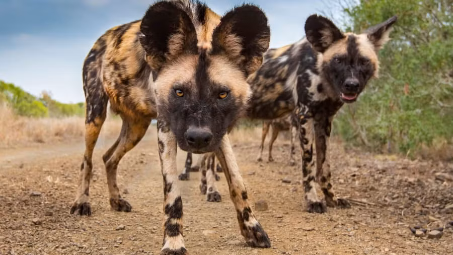 "Phải thừa nhận rằng khi làm công việc này, bạn sẽ được gặp những tình huống vô cùng thú vị. Trong trường hợp này, hai chú chó hoang Châu Phi đang cẩn thận dò xét 'đối tượng' camera".