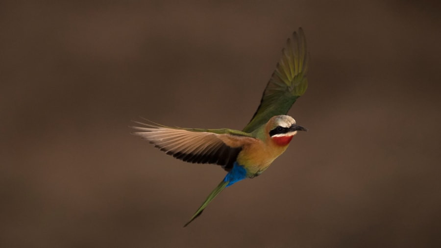 Khu bảo tồn hiện nay có hơn 400 loài chim và hơn 80 loài động vật có vú, bao gồm tê giác, voi, hươu cao cổ, báo sư tử... Senekal cho biết thêm: “Chúng tôi đang cố gắng thiết lập lại những gì mà nơi này có từ 100 đến 200 năm trước".