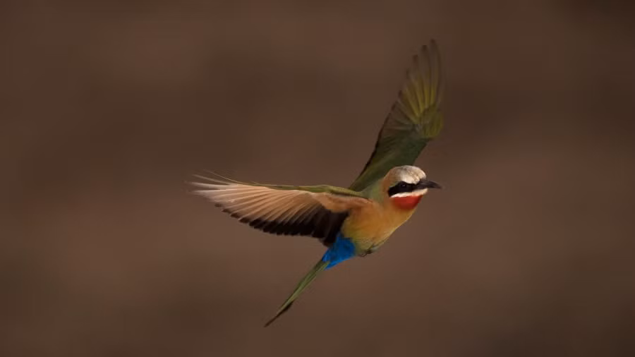 Khu bảo tồn hiện nay có hơn 400 loài chim và hơn 80 loài động vật có vú, bao gồm tê giác, voi, hươu cao cổ, báo sư tử... Senekal cho biết thêm: “Chúng tôi đang cố gắng thiết lập lại những gì mà nơi này có từ 100 đến 200 năm trước".