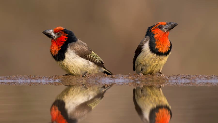 Lời khuyên của Senekal dành cho các nhiếp ảnh gia tham vọng là hãy kiên trì với nó: "Nếu bạn có quyết tâm và dành nhiều thời gian, bạn sẽ có được những bức ảnh tuyệt đẹp cùng với đó là những cơ hội không tưởng".